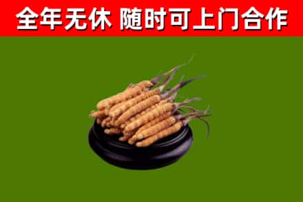 南涧县回收冬虫夏草